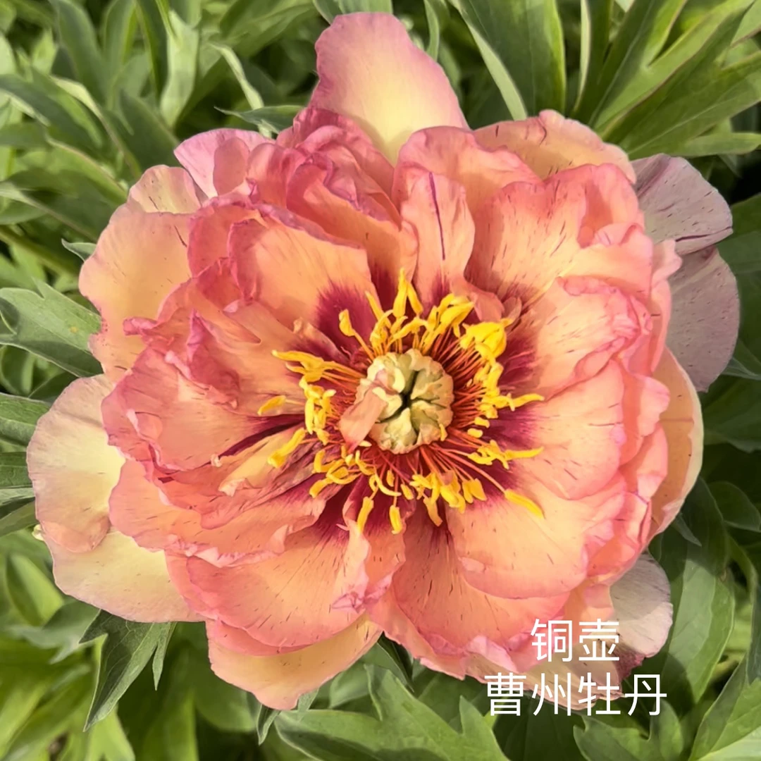 伊藤系列 铜壶 橙色系
