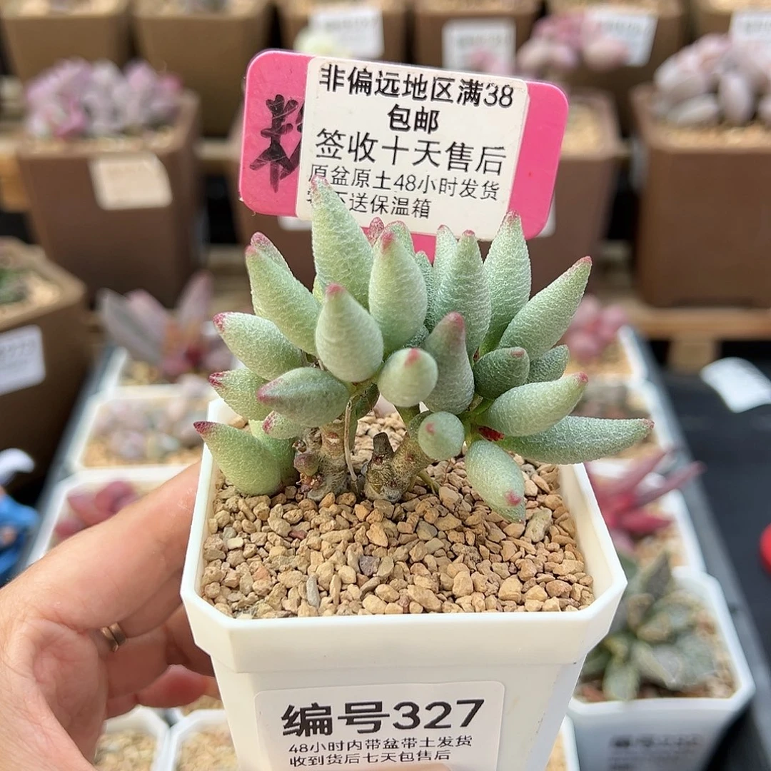 327大红嘴多肉植物