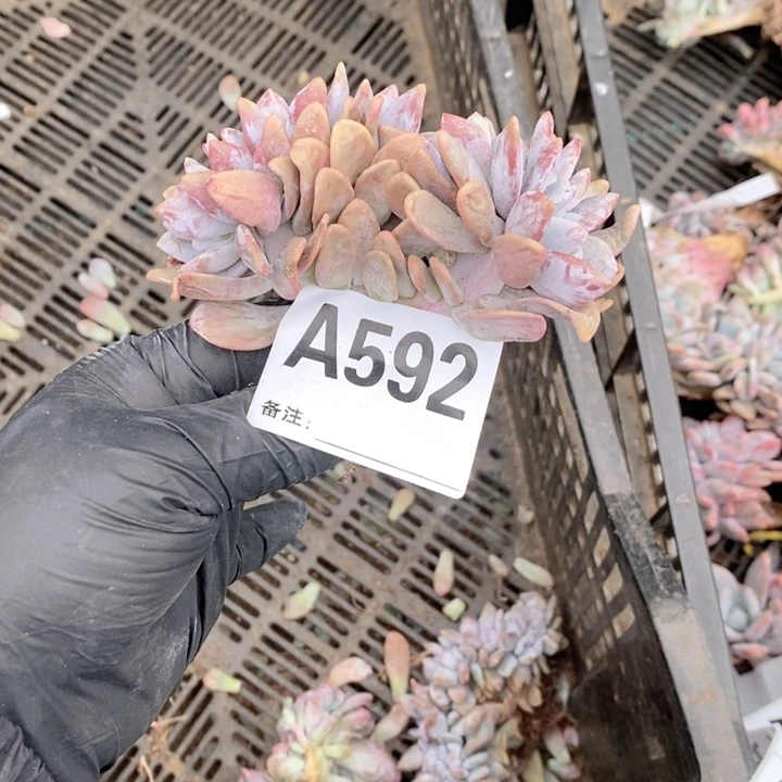 592 粉兔缀呀呀呀呀