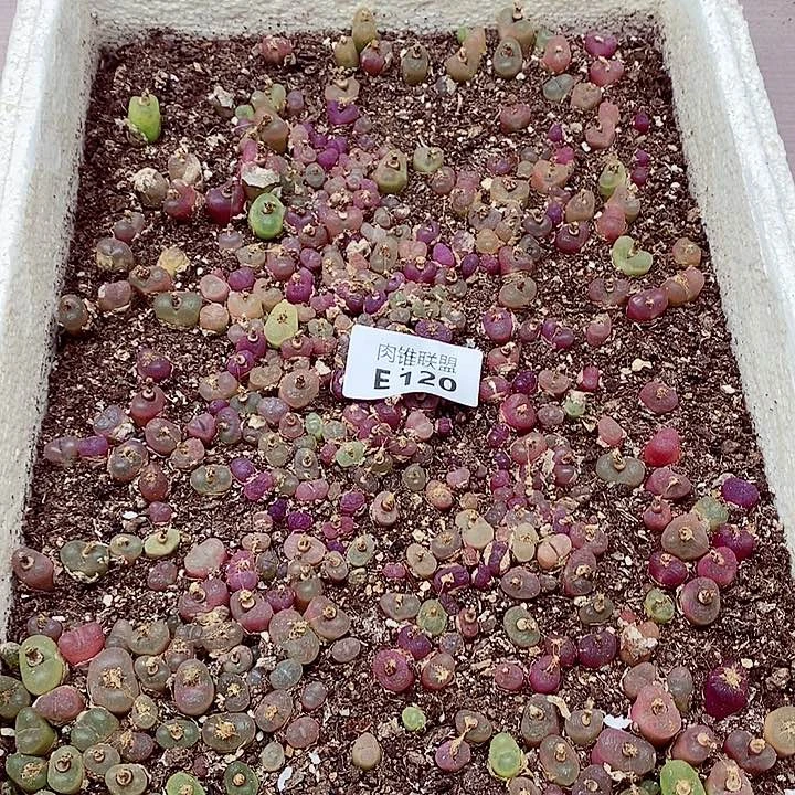 120呃呃呃呃呃呃呃呃呃呃呃