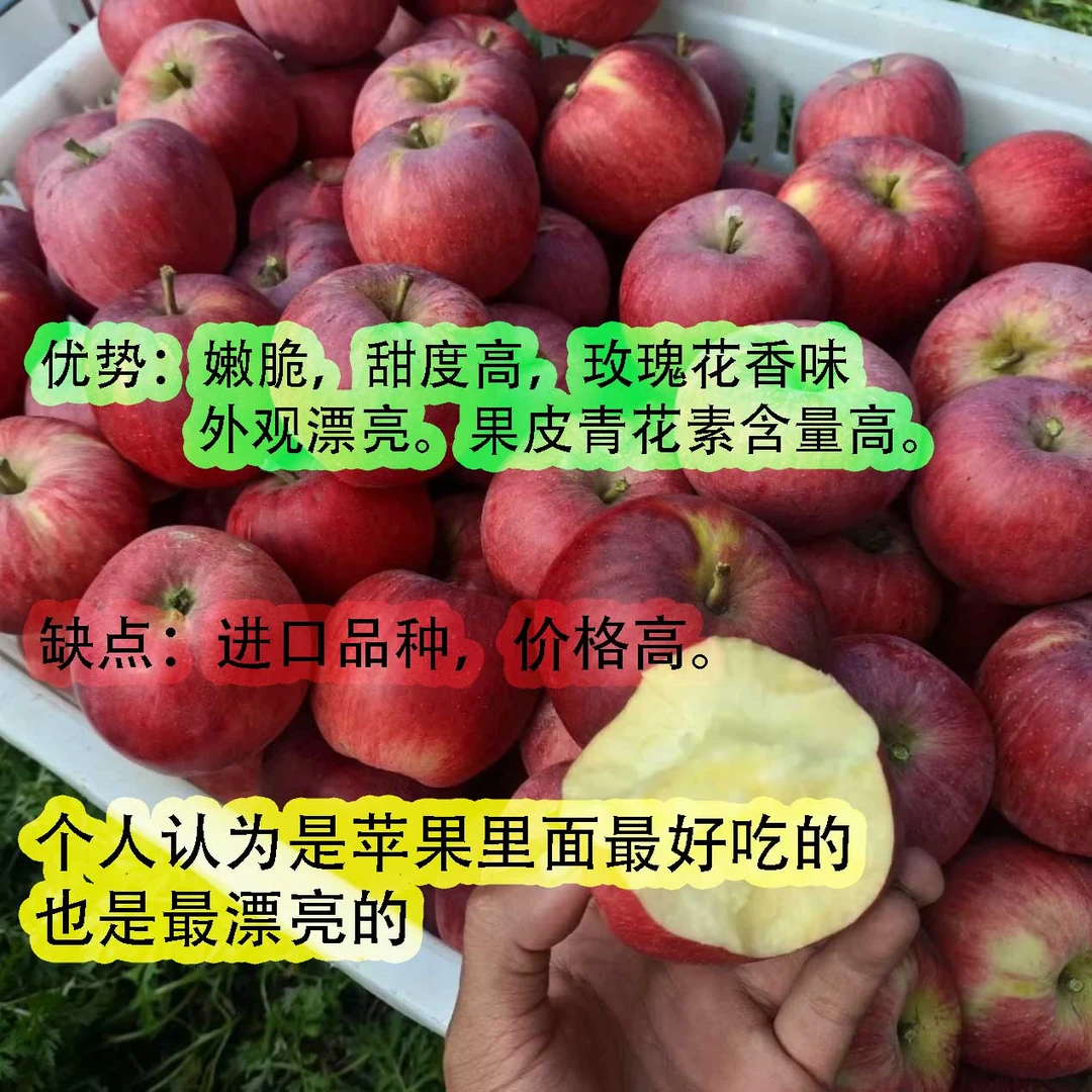 正宗云南昭通山坡地爱妃苹果