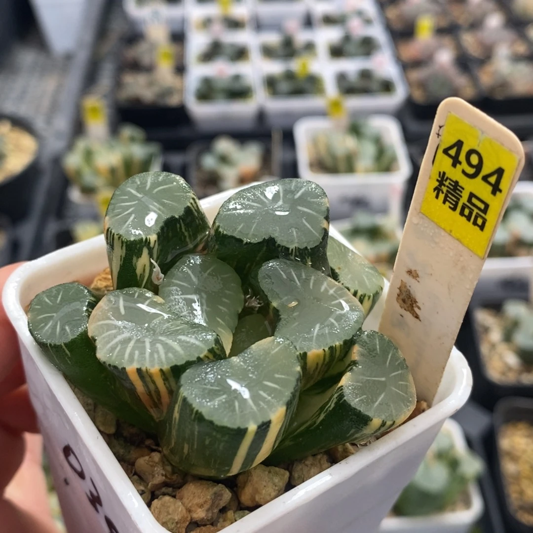 不开花植物494大宝十二卷多肉植物