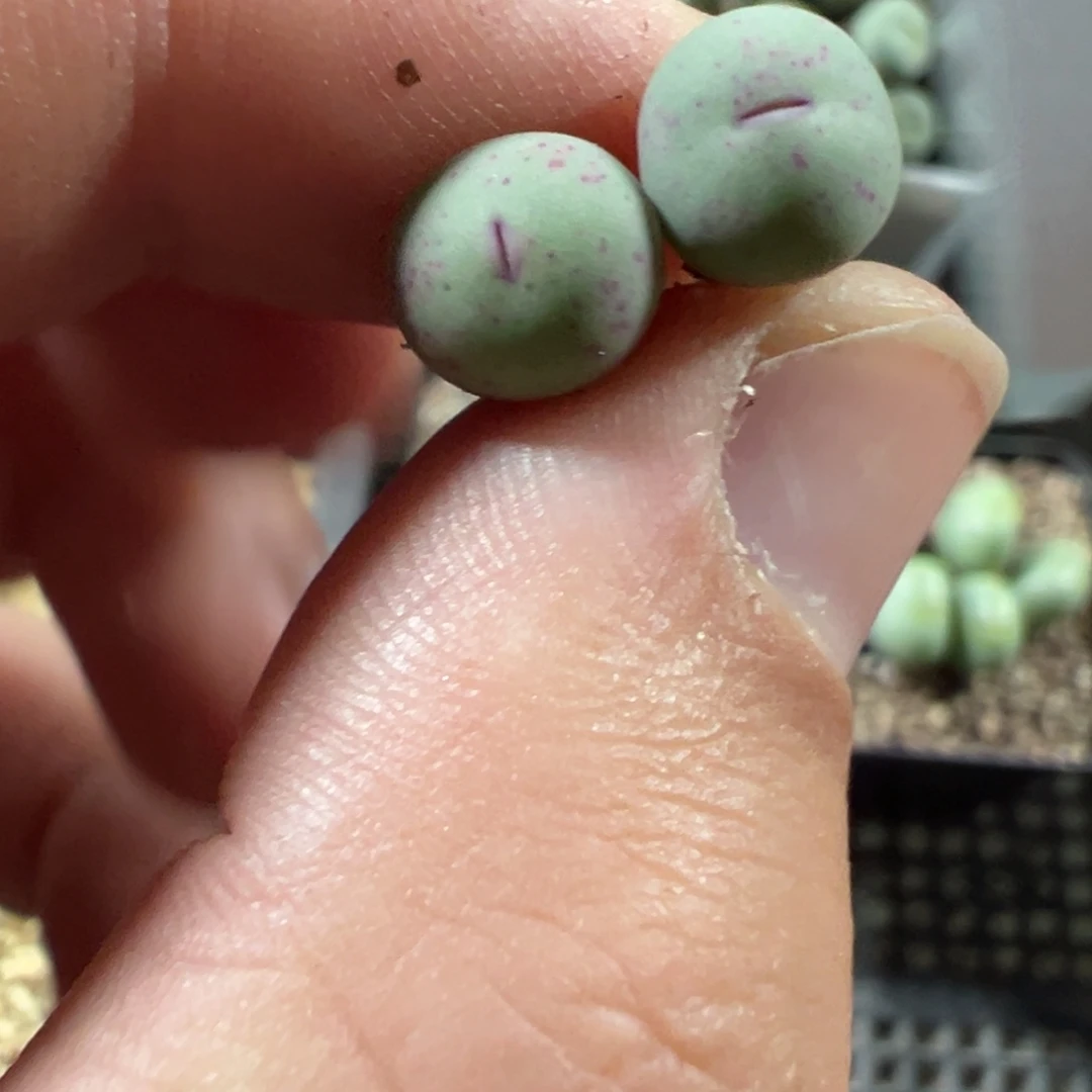 16-92肉锥多肉植物