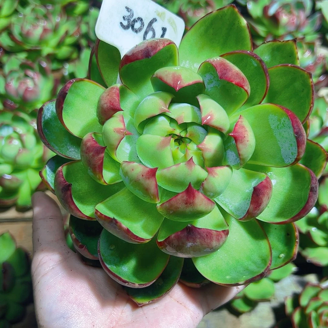 ****‍惊鸿仙子一物一拍3061号