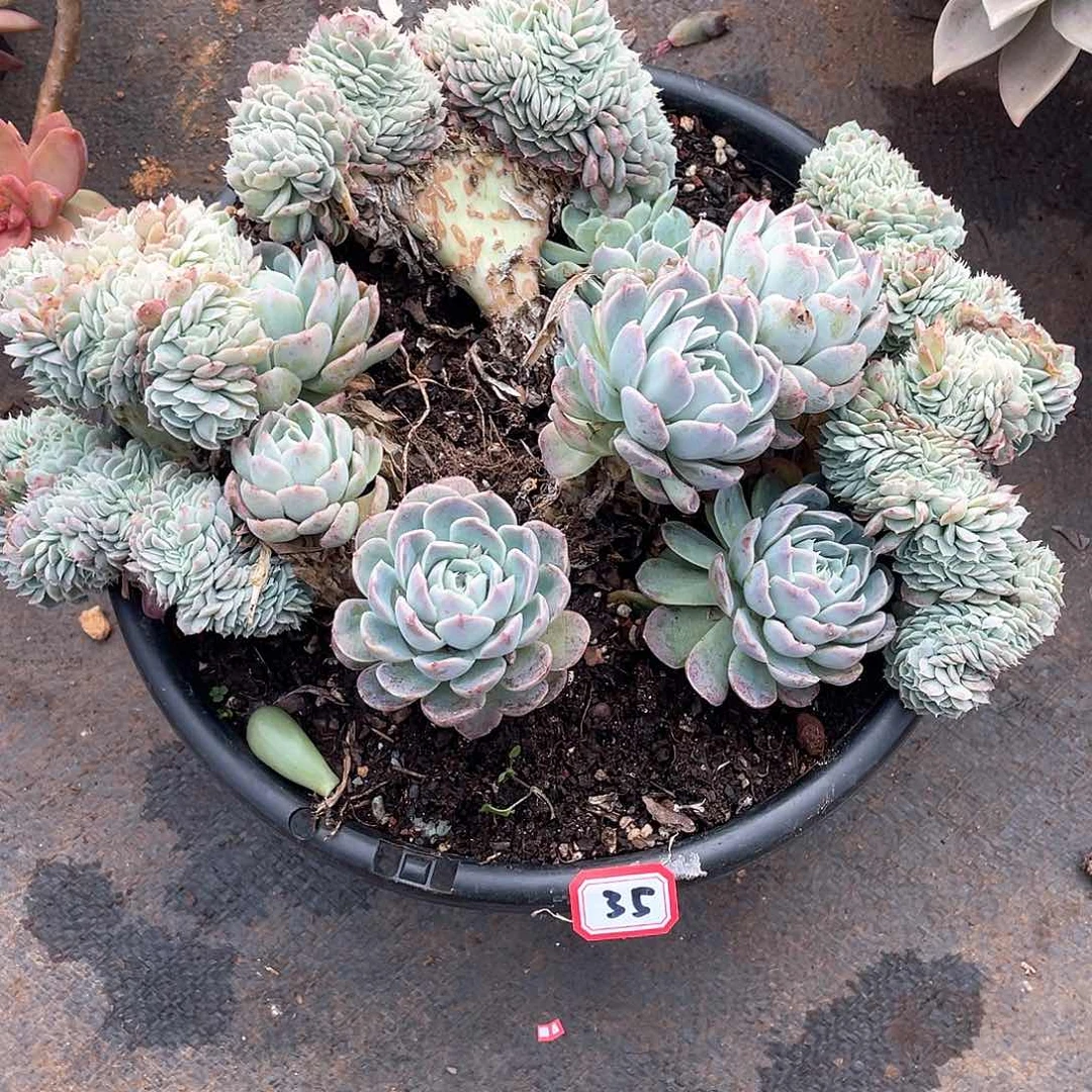 35香妃月影 一物一拍多肉