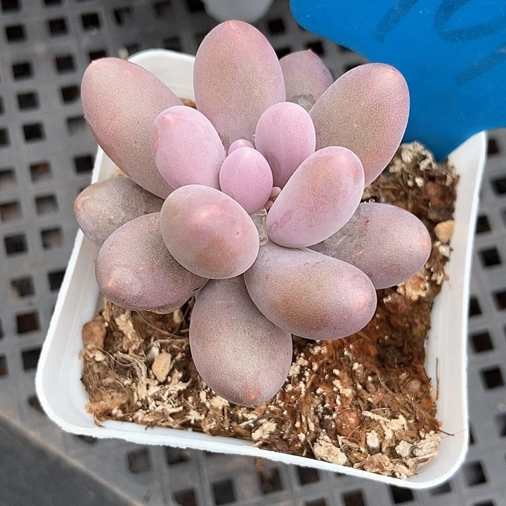 多肉植物汤圆901