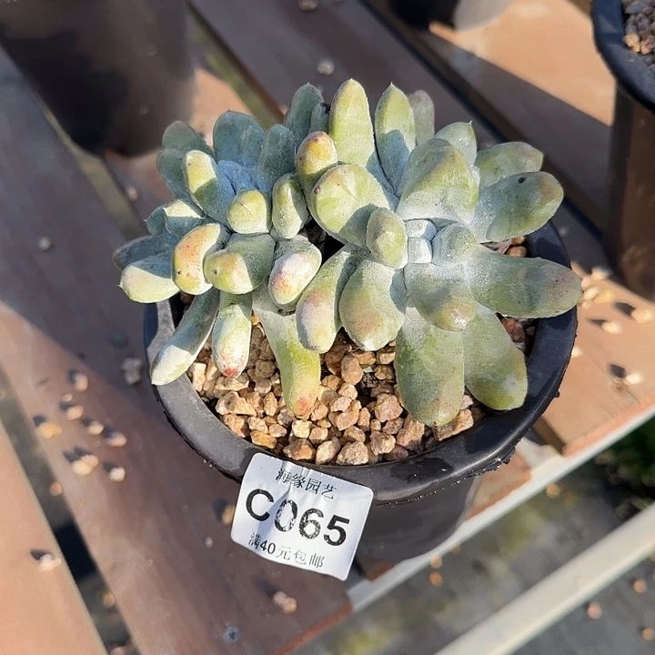 拇指仙女杯多肉植物