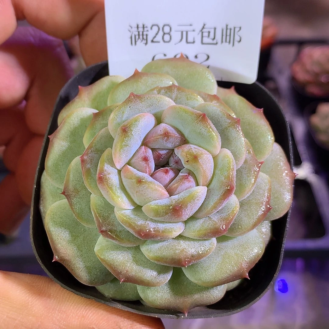 【闪购商品】云602