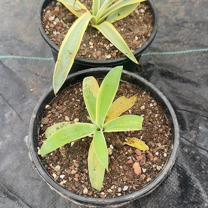 瑶***瑶虎尾黄复伦，银河旅人