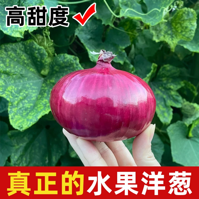 正宗山东水果扁洋葱微辣微甜可以直接生吃洋葱农家自种 5斤