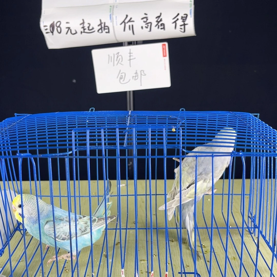 理***屋虎皮鹦鹉2只，，，，，