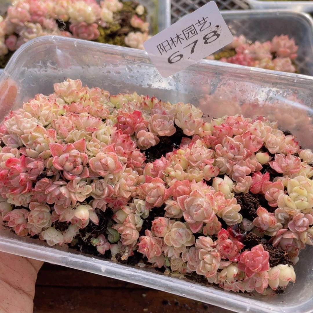 多肉植物多肉植物678