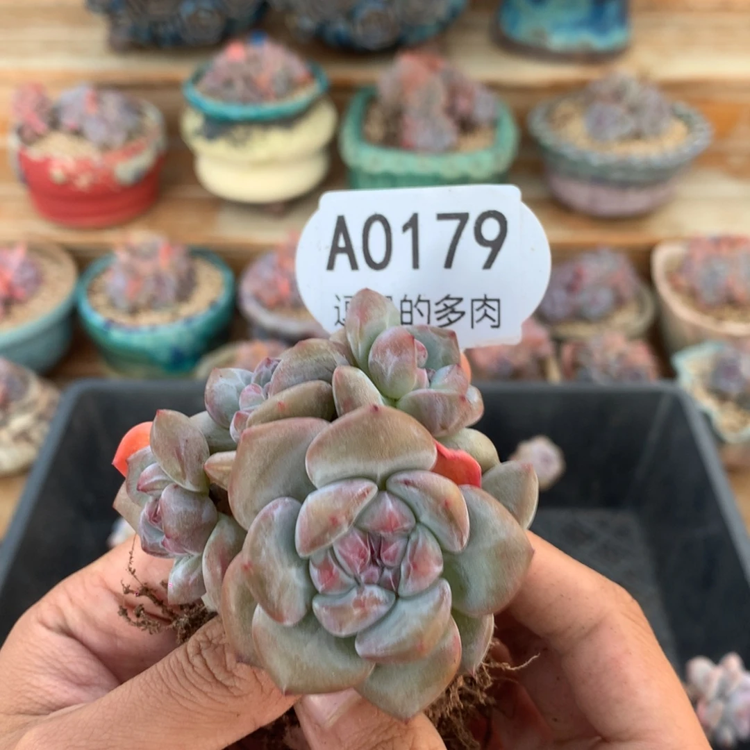 A0179 突尼斯小树 有砍 8cm