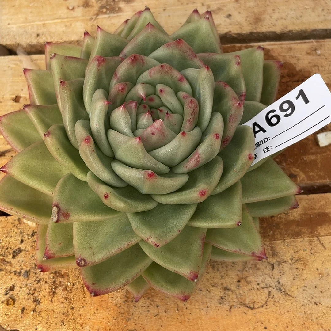 若如东云单拍A691