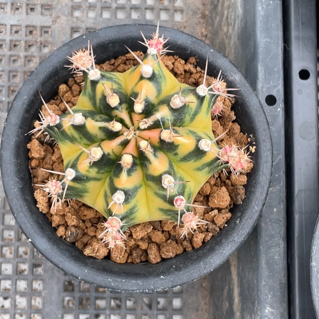 当前无花朵，栽培后可花朵小马克