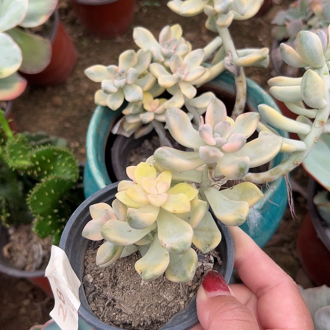 多肉植物美杏锦两颗