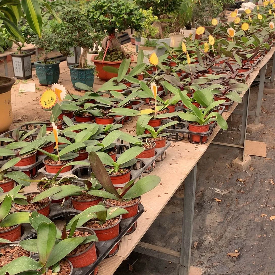 完全开放欧系小苗一颗