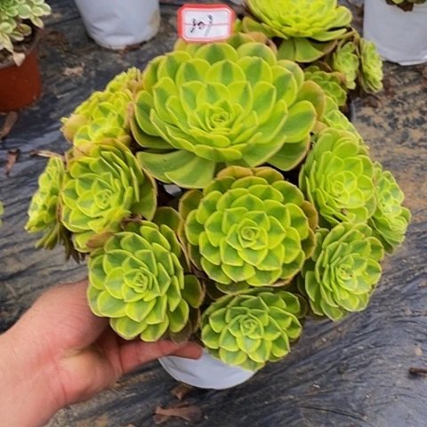 雨荷轮回老桩捧花809