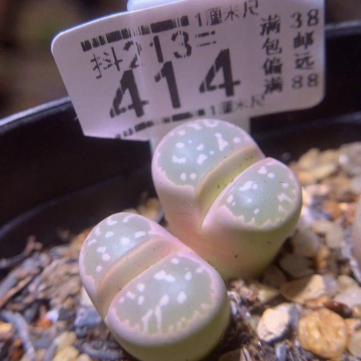 精品生石花213.414