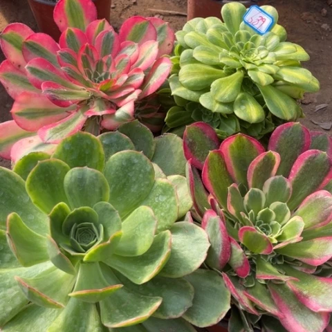 689多肉植物组合