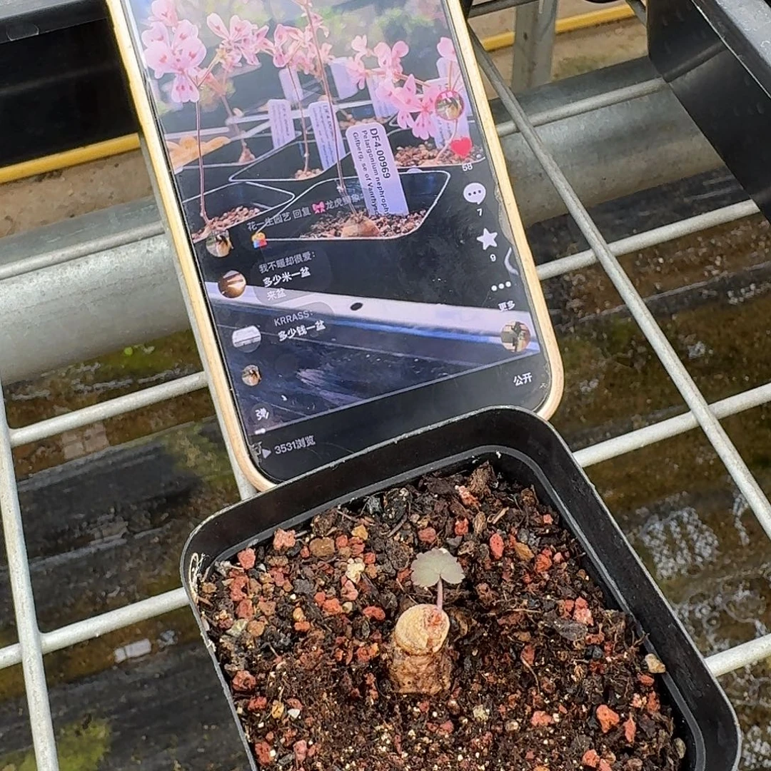 肾叶洋葵母本一个带盆