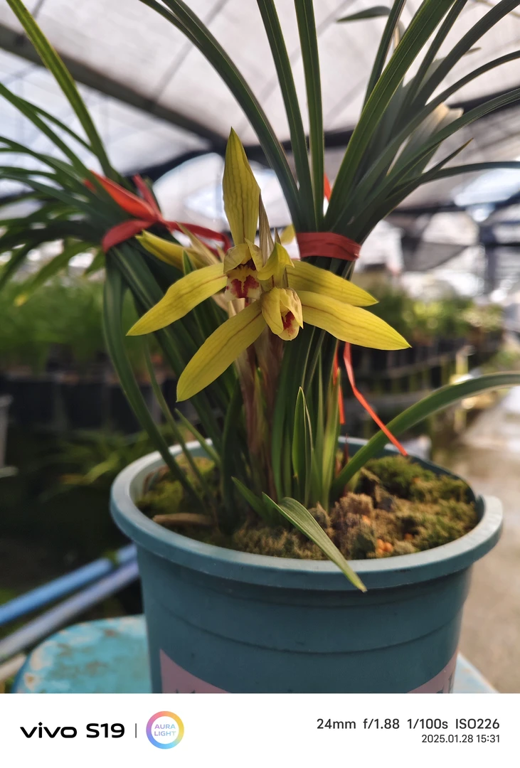 兰花直播专用链接