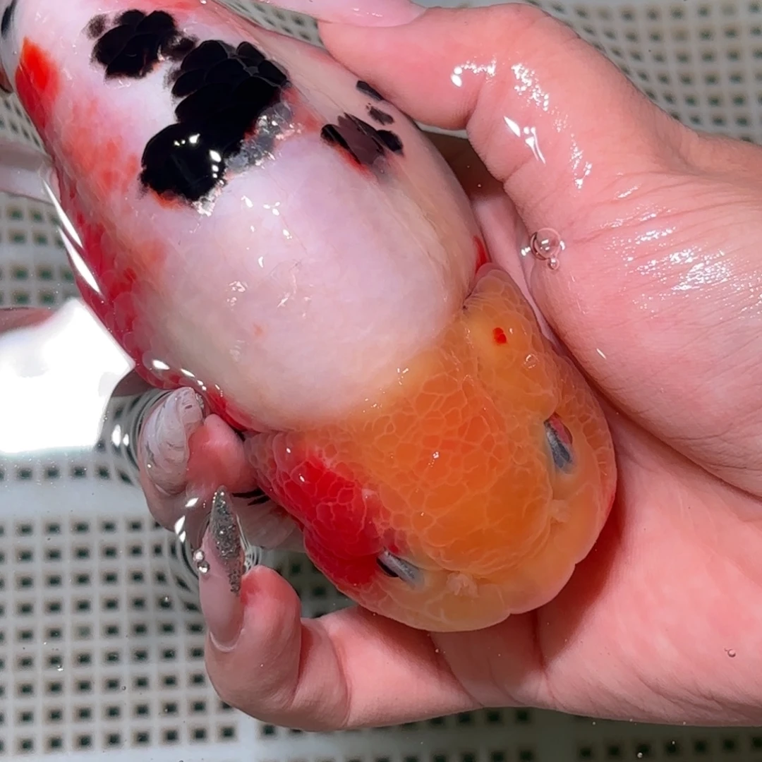 W***e金鱼拍包装包邮，不拍包装运费到付