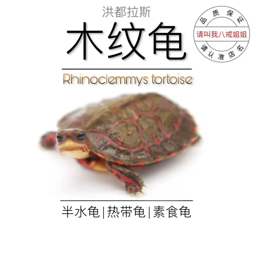 八戒姐姐洪都拉斯木纹龟吃菜龟宠物龟半水龟好养互动性强颜值高