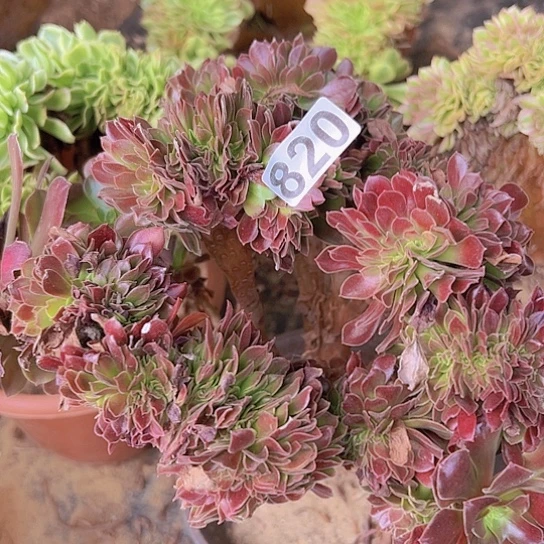 爱***型多肉植物一个欧子