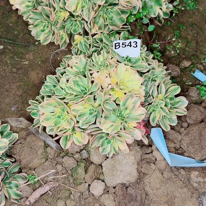 甜茶543无售后一颗