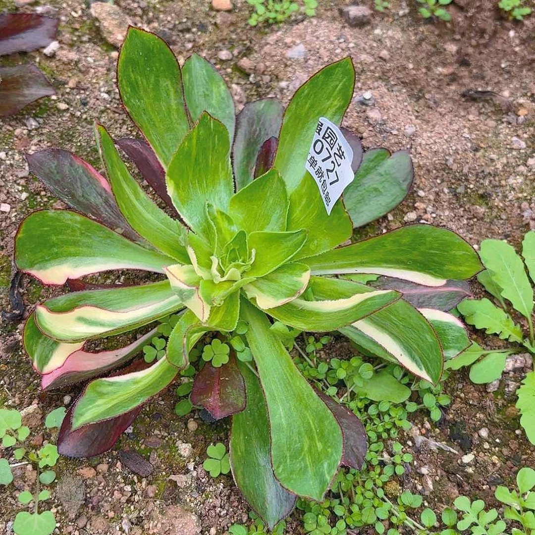 魅影七彩多肉植物五号727
