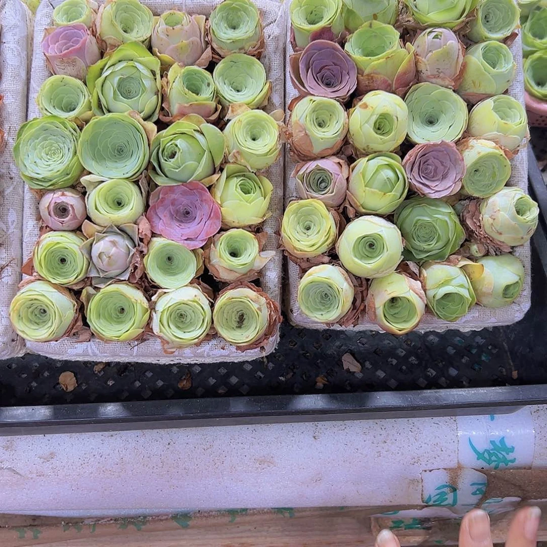 中苗2到厘米组合30个