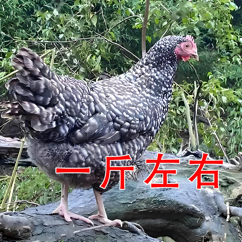 宠物鸡一斤左右  宠物鸡黑芦花鸡绿壳蛋鸡