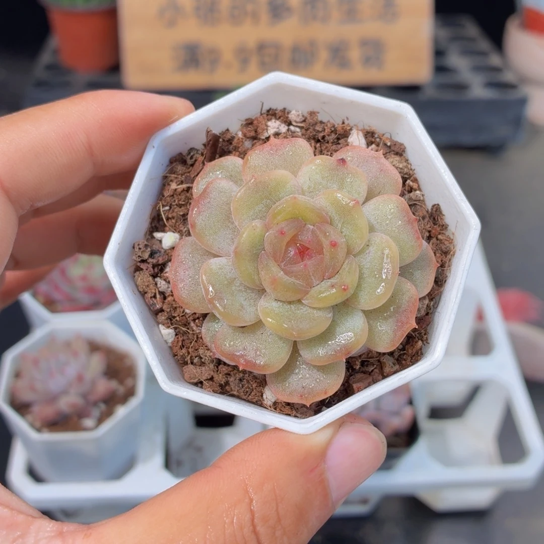 白色恋人多肉9.9包邮发货