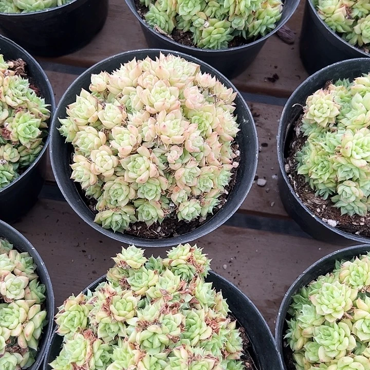 绿油麦秆    福利多多