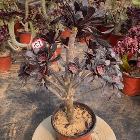 巧魔法师一物一拍