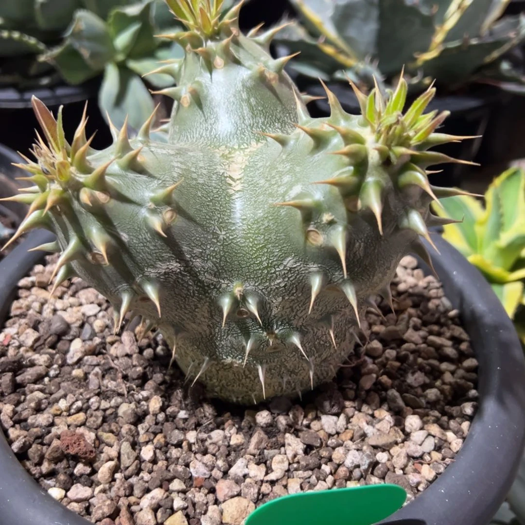 多肉植物龙舌兰道