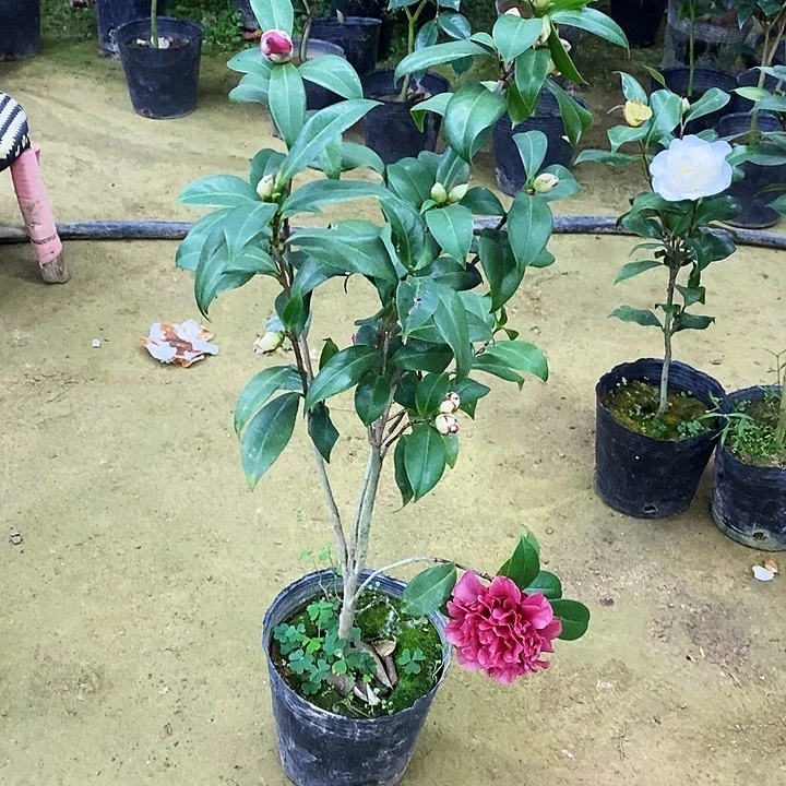 紫玫瑰。     茶花。