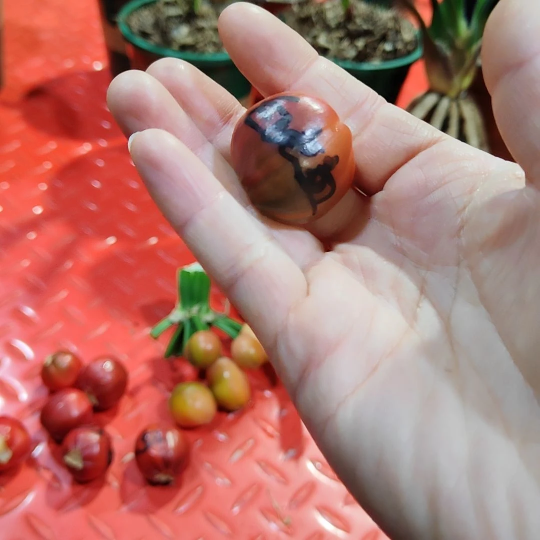 君子兰四季开花稀释甲醛