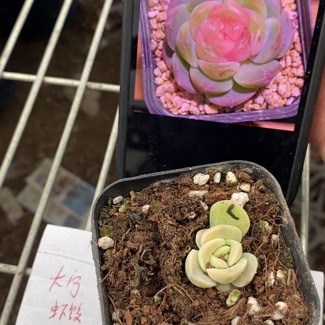 良辰苗一个多肉多肉