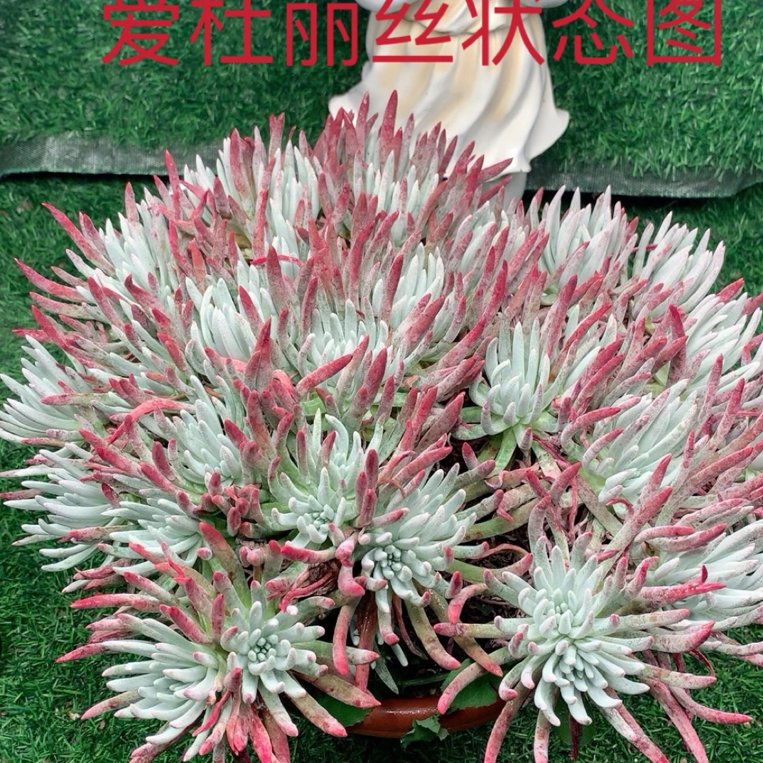 爱杜丽丝老庄冠幅20厘米左右 粗杆子清棚价多肉仙女杯