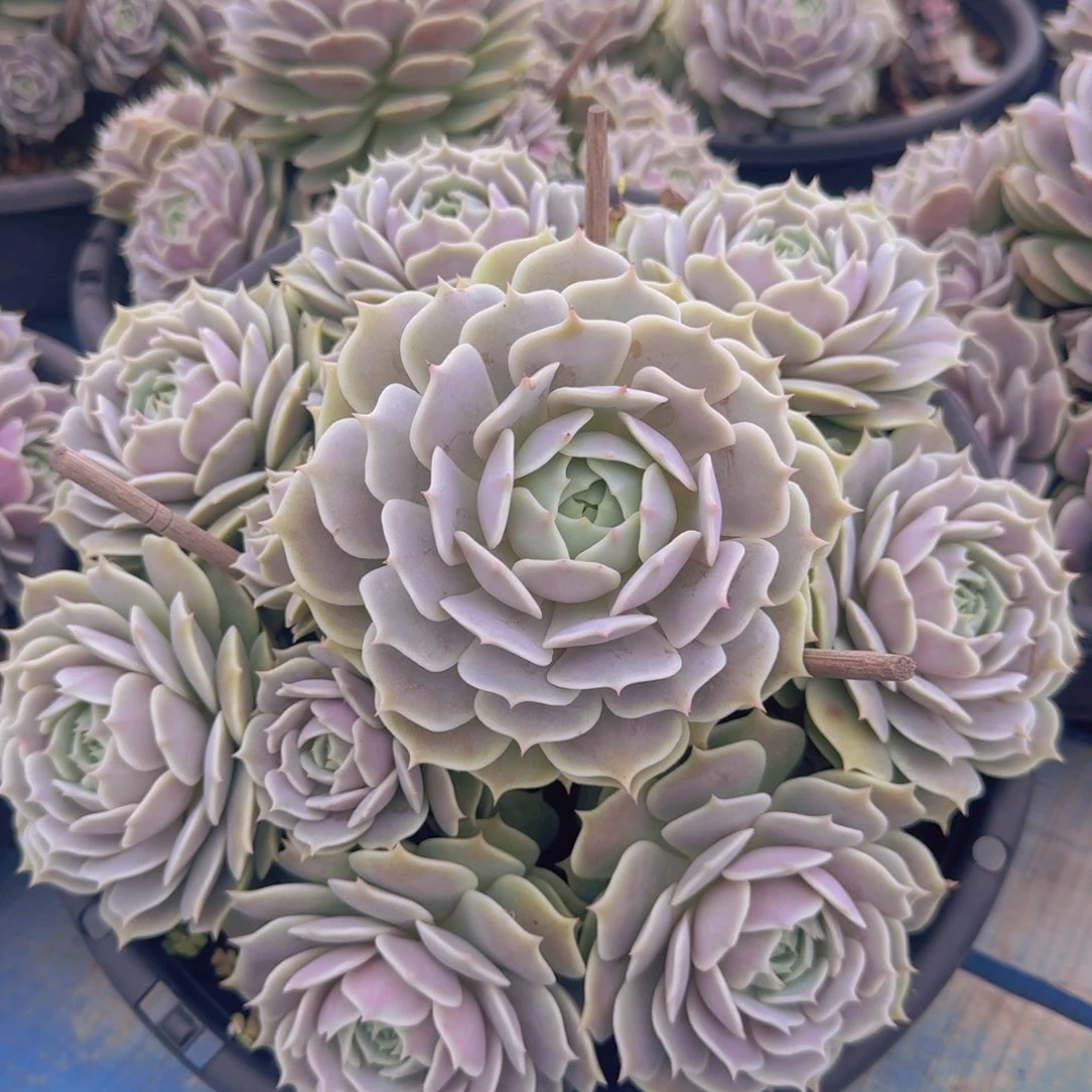 2610露娜莲凡艺多肉