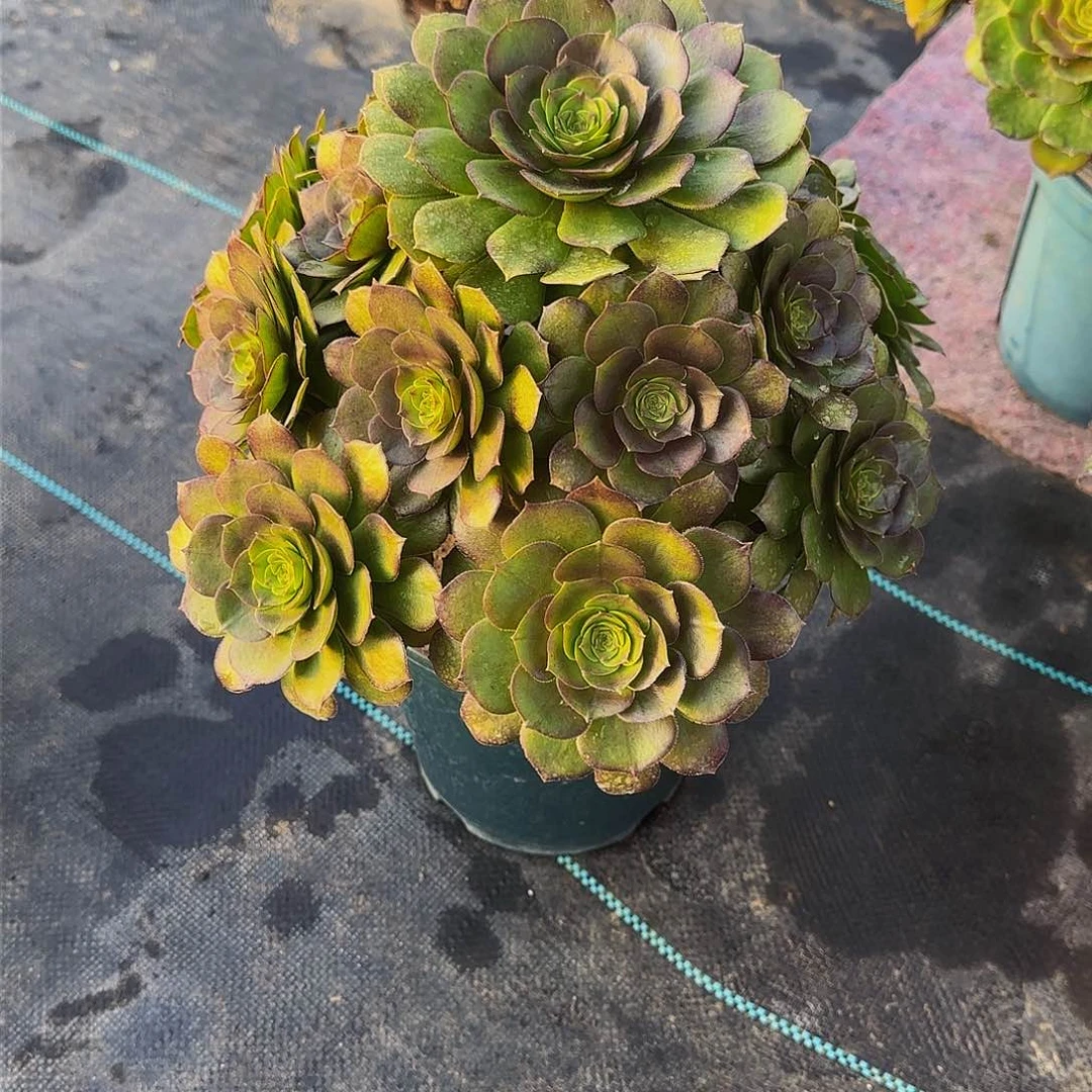 多肉植物万圣 节老庄