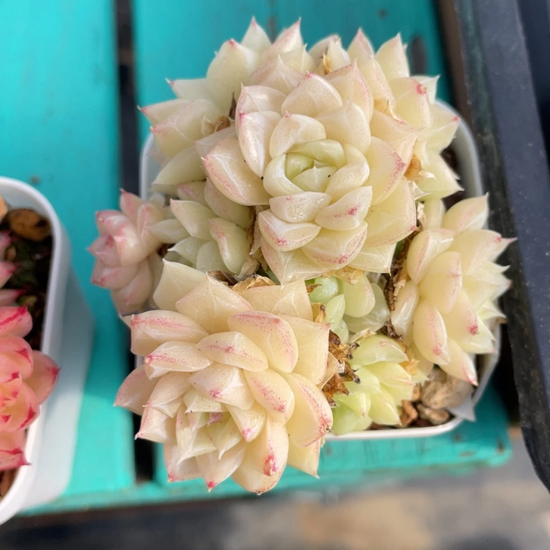 开播福利白天鹅多肉1430