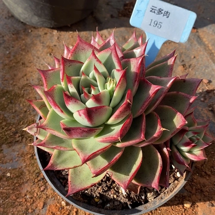 有伤福利斯特拉195号