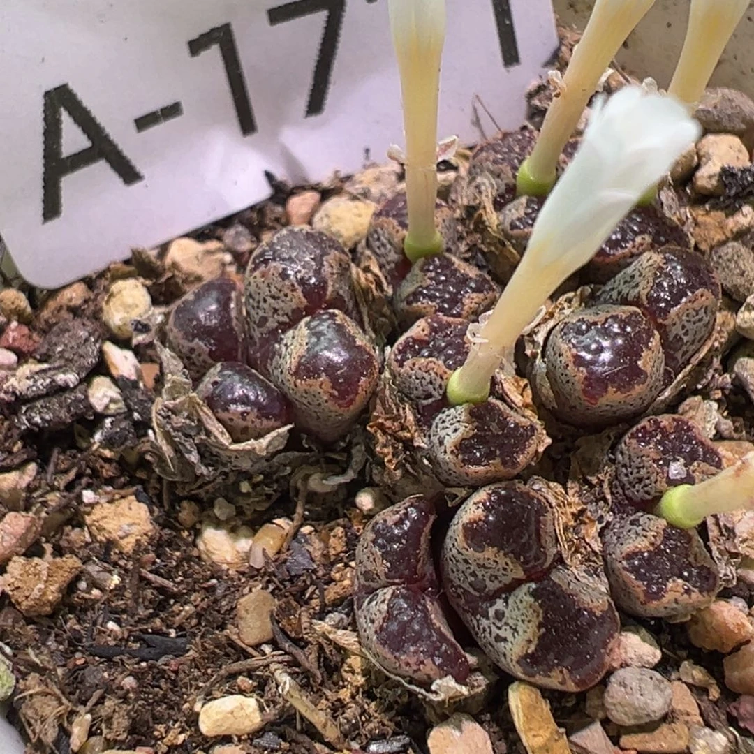 多肉植物11111111111111
