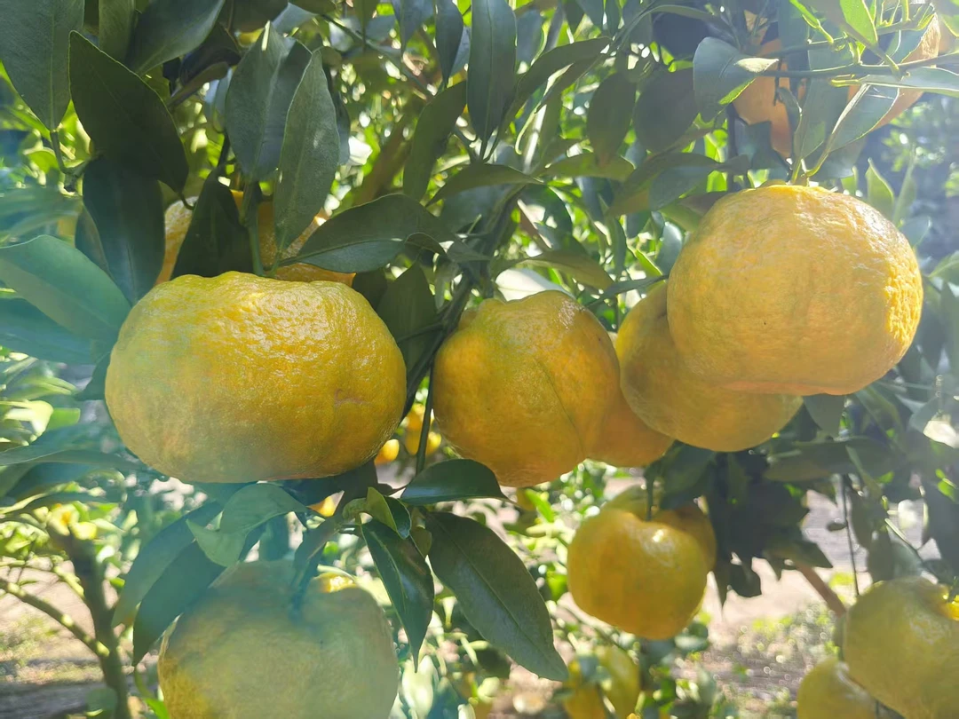 云南高山柑橘果大饱满汁水浓郁爽口酸甜产地直供