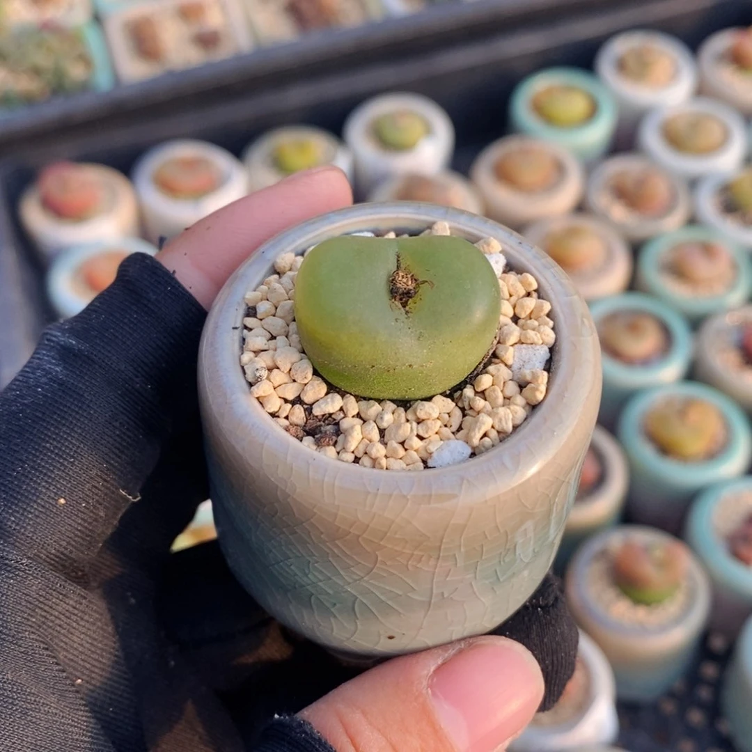 2691-一物一拍带盆