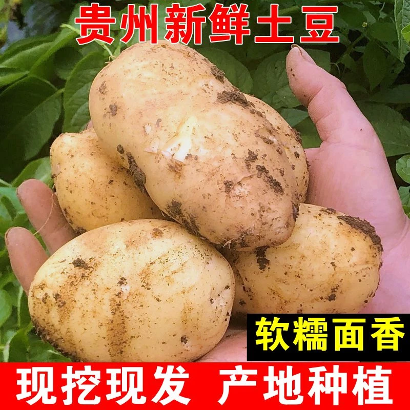 新鲜土豆贵州高山现挖黄心洋芋软糯黄皮马铃薯黄肉土豆当季蔬菜