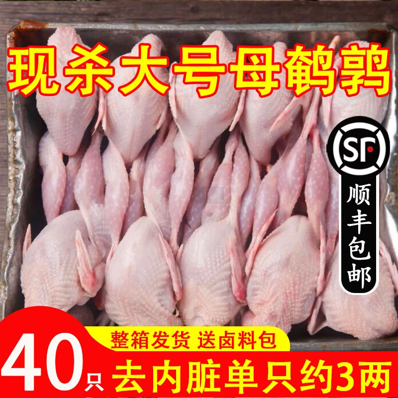 现杀大号母鹌鹑肉 新鲜宰杀放血去内脏白条鹌鹑鸟炖汤烧烤生鲜